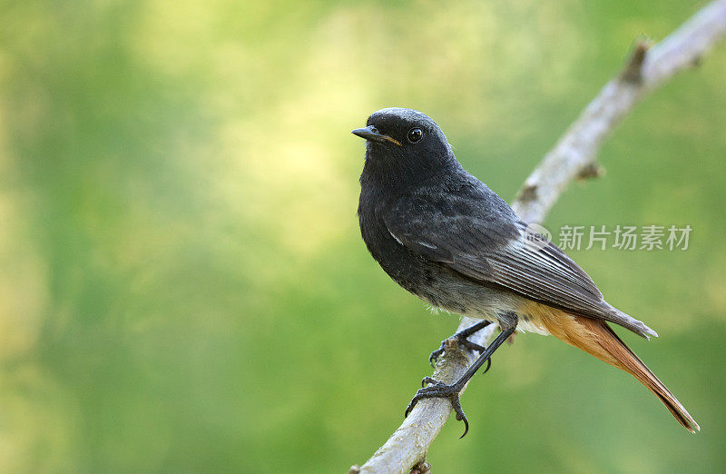 雄性黑红雀(Phoenicurus ochruros)